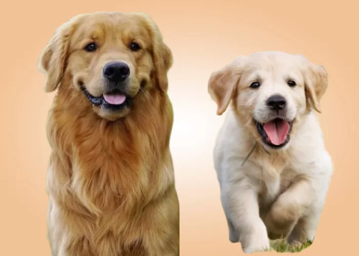 Highly Recommended Breeds Of Dogs 3 breeds of dogs