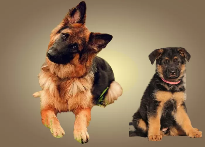 Highly Recommended Breeds Of Dogs 4 breeds of dogs