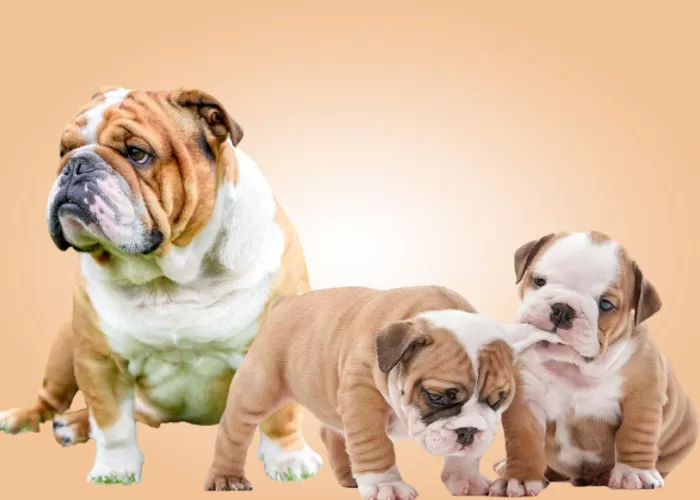 Highly Recommended Breeds Of Dogs 5 breeds of dogs