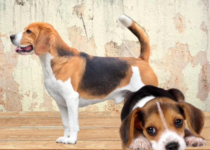 Highly Recommended Breeds Of Dogs 6 breeds of dogs